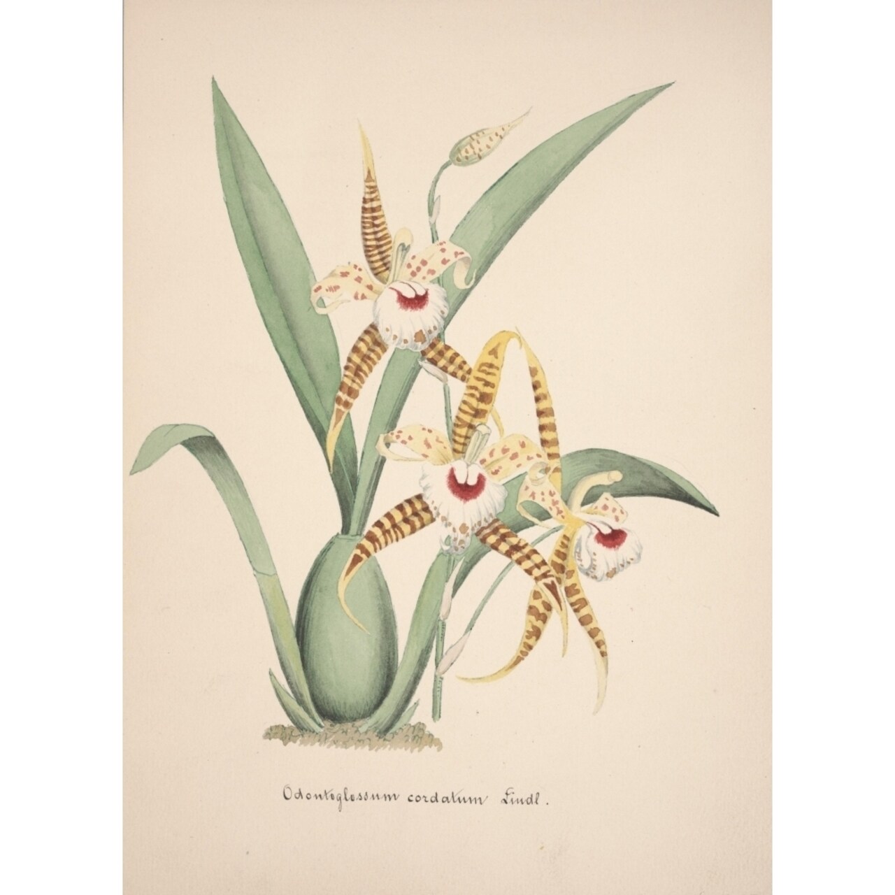 Posterazzi Collection dOrchide c.1900 Odontoglossum Cordatum Poster Print by Unknown